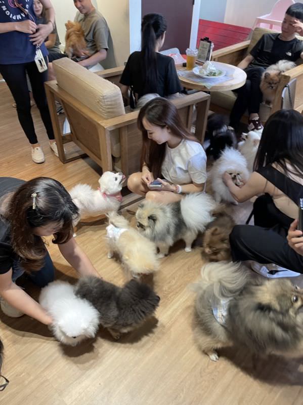 森林小徑精誠店对宠物超友善