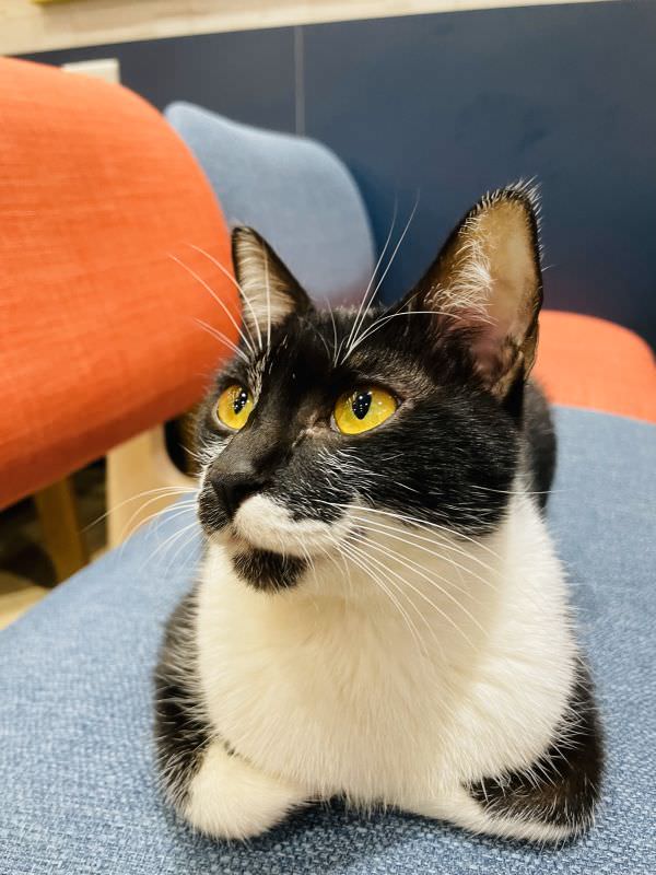 森林小徑精誠店对宠物超友善